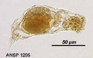  Image courtesy of ANSP (Jersabek et al. 2003) <a href='../../Reference/Index/15798' target='_blank'>[Ref.15798]</a>; female, lateral view
